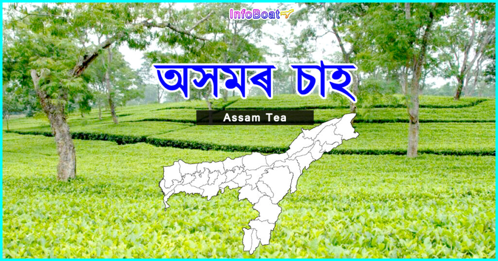 Assam Tea - অসম চাহ